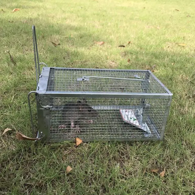 Alt view image 6 of 7 - Humane Rat Trap, Chipmunk Rodent Trap that Work for Indoor and Outdoor Small Animal - Mouse Voles Hamsters Live Cage Catch and Release 1-Pack Small 10.5" L x 5.5" W x 4.5" H