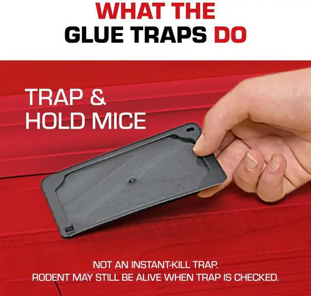 Alt view image 6 of 7 - Glue Traps Mouse Size with Eugenol for Enhanced Stickiness - Sticky Pads For Mice, Cockroaches, and Spiders, 6 Traps