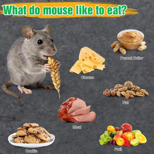 Alt view image 2 of 7 - 4 Pcs Humane Mouse Traps No Kill, Live Mouse Trap, Reusable Mice Trap Catch for House & Outdoors
