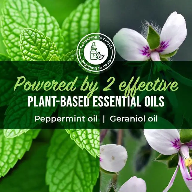 Alt view image 4 of 7 - Peppermint Oil Roach Repellent Spray Natural Cockroach Killer for Indoor & Outdoor Use Plant-Based Insect & Pest Control 16 oz