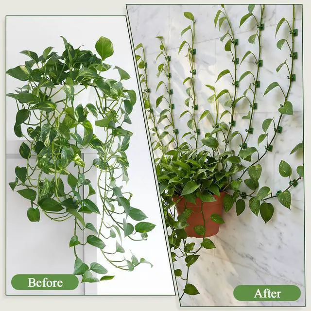 Alt view image 4 of 7 - 100 Pcs Plant Climbing Wall Fixture Clips, Green Plant Fixer with Self-Adhesive Hook, Fixing Clip Vines Holder for Indoor Outdoor Plants Support Cable Wire (Medium)