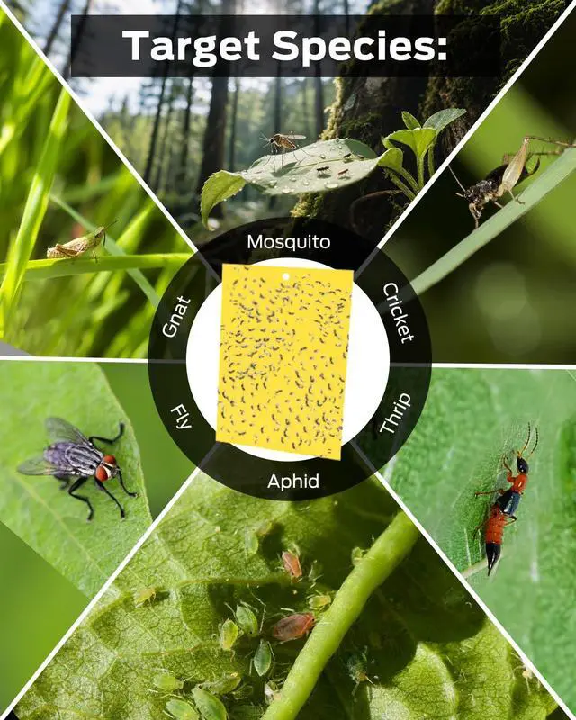 Alt view image 5 of 7 - Plant Bug Sticky Traps Indoor/Outdoor -25 PCS + Gloves for Women