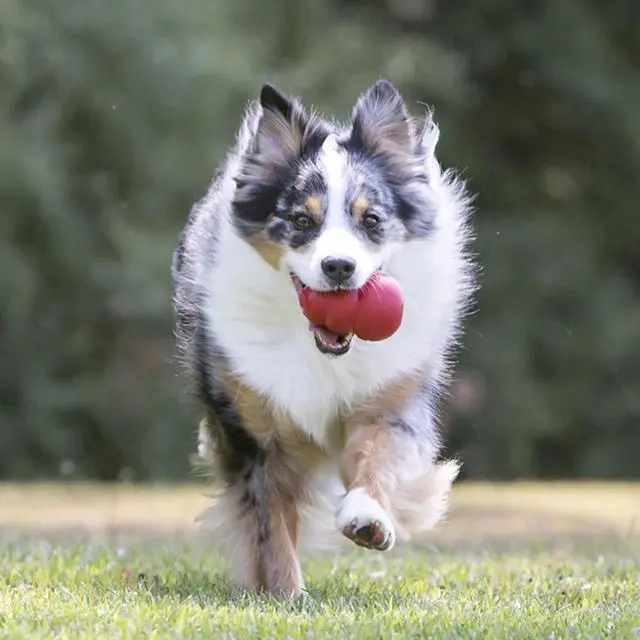 Main image of Classic Stuffable Dog Toy - Fetch & Chew Toy for Dogs - Treat-Filling Capabilities & Erratic Bounce for Extended Play Time - Durable Natural Rubber Material - for Large Dogs