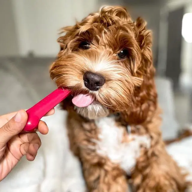 Alt view image 6 of 7 - Original Bone Power Chew Toys for Dogs, Durable & Tough Dog Toys for Aggressive Chewers, Long Lasting Chicken, Bacon, and Peanut Butter Flavor, Small - Up to 25 lbs, 1 Count