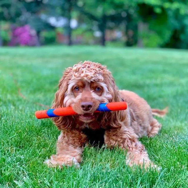 Alt view image 2 of 7 - Interactive Dog Toy Ultra Fetch Stick - 12 Inch Outdoor Dog Toy for All Breed Sizes