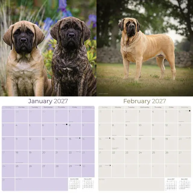 Alt view image 2 of 7 - Mastiff Calendar 2026-2027, 16-Month 12x12 Wall Calendar | 2026-2027 Calendar, Dog Lover Gift, Made in USA, Thick 100# No-Bleed Paper, Large Writing Blocks, 12x12, US Holidays