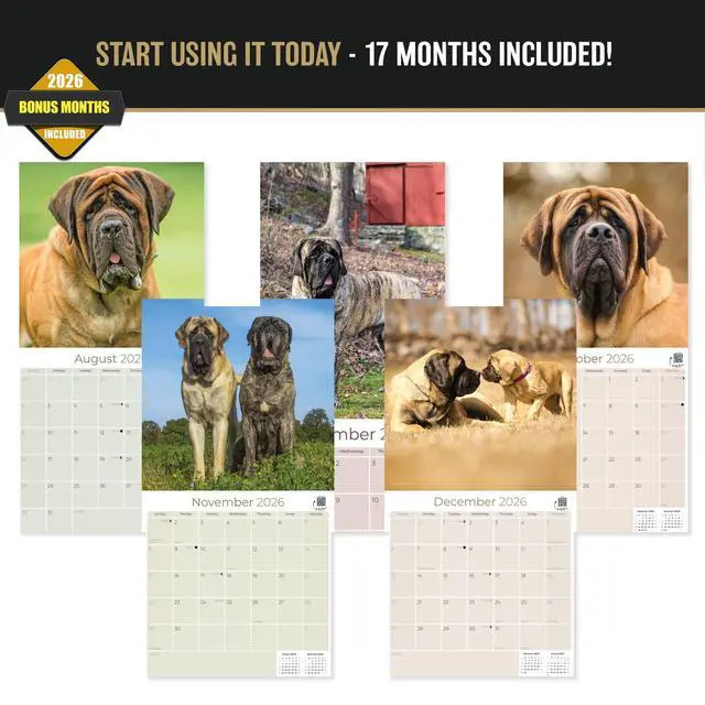 Alt view image 3 of 7 - Mastiff Calendar 2026-2027, 16-Month 12x12 Wall Calendar | 2026-2027 Calendar, Dog Lover Gift, Made in USA, Thick 100# No-Bleed Paper, Large Writing Blocks, 12x12, US Holidays