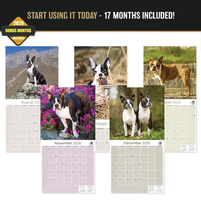 Alt view image 3 of 7 - Boston Terrier Calendar 2026-2027, 16-Month 12x12 Wall Calendar | 2026-2027 Calendar, Dog Lover Gift, Made in USA, Thick 100# No-Bleed Paper, Large Writing Blocks, 12x12, US Holidays