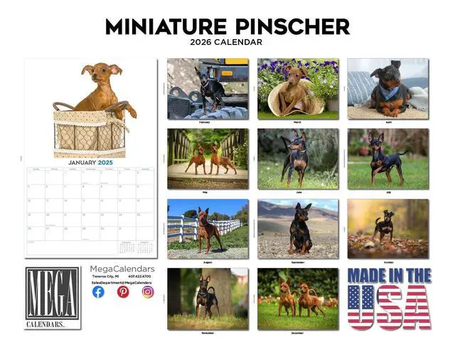 Alt view image 3 of 7 - Min Pin Calendar 2026 2027 14-Month Miniature Pinscher Wall Academic | Dog Lover Gift, Thick 100# No-Bleed Paper, Large Writing Blocks, Made in USA, King of Toys, Teacher Gift