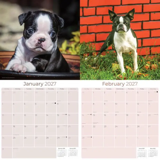 Alt view image 2 of 7 - Boston Terrier Calendar 2026-2027, 16-Month 12x12 Wall Calendar | 2026-2027 Calendar, Dog Lover Gift, Made in USA, Thick 100# No-Bleed Paper, Large Writing Blocks, 12x12, US Holidays