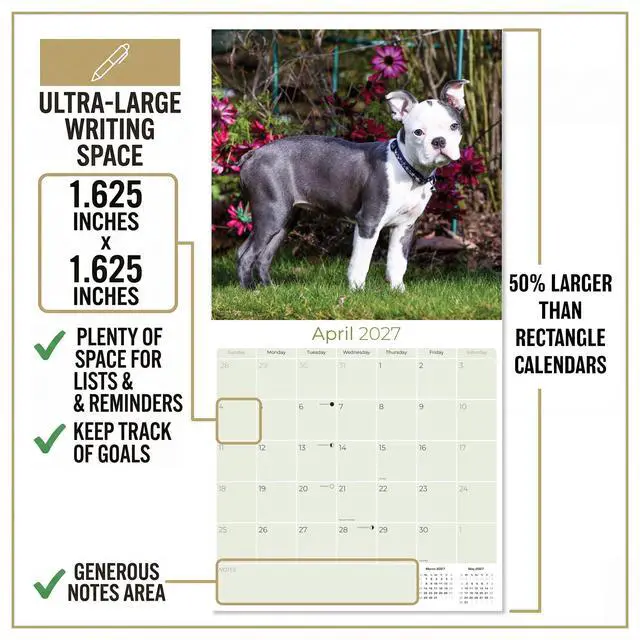 Alt view image 4 of 7 - Boston Terrier Calendar 2026-2027, 16-Month 12x12 Wall Calendar | 2026-2027 Calendar, Dog Lover Gift, Made in USA, Thick 100# No-Bleed Paper, Large Writing Blocks, 12x12, US Holidays