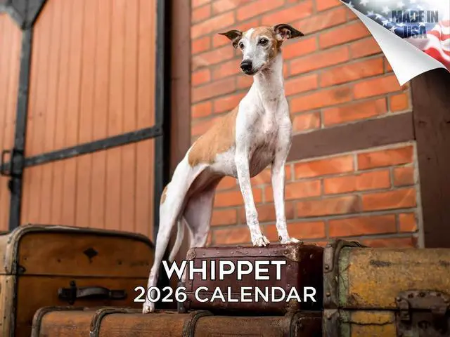 Main image of Whippet Calendar 2026 2027 14 Month Wall Calendar | Dog Lover Gift, Thick 100# No-Bleed Paper, Large Writing Blocks, Made in USA, Sighthound Decor, Teacher Gift