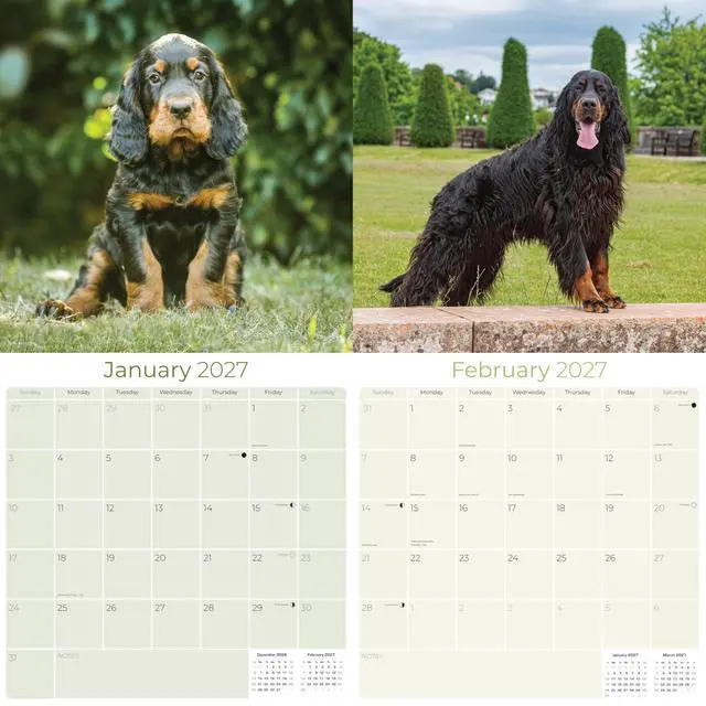 Alt view image 2 of 6 - Gordon Setter Calendar 2026-2027, 16-Month 12x12 Wall Calendar | 2026-2027 Calendar, Dog Lover Gift, Made in USA, Thick 100# No-Bleed Paper, Large Writing Blocks, 12x12, US Holidays