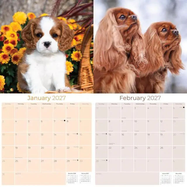 Alt view image 2 of 7 - Cavalier King Charles Calendar 2026-2027, 16-Month 12x12 Wall Calendar | 2026-2027 Calendar, Dog Lover Gift, Made in USA, Thick 100# No-Bleed Paper, Large Writing Blocks, 12x12, US Holidays