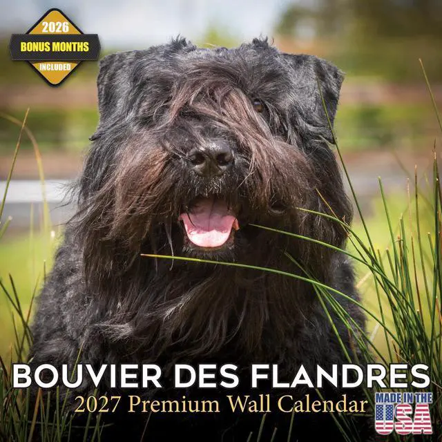Main image of Bouvier Des Flandres Calendar 2026-2027, 16-Month 12x12 Wall Calendar | 2026-2027 Calendar, Dog Lover Gift, Made in USA, Thick 100# No-Bleed Paper, Large Writing Blocks, 12x12, US Holidays