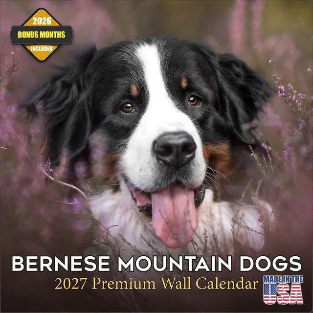 Main image of Bernese Mountain Dog Calendar 2026-2027, 16-Month 12x12 Wall Calendar | 2026-2027 Calendar, Dog Lover Gift, Made in USA, Thick 100# No-Bleed Paper, Large Writing Blocks, 12x12, US Holidays