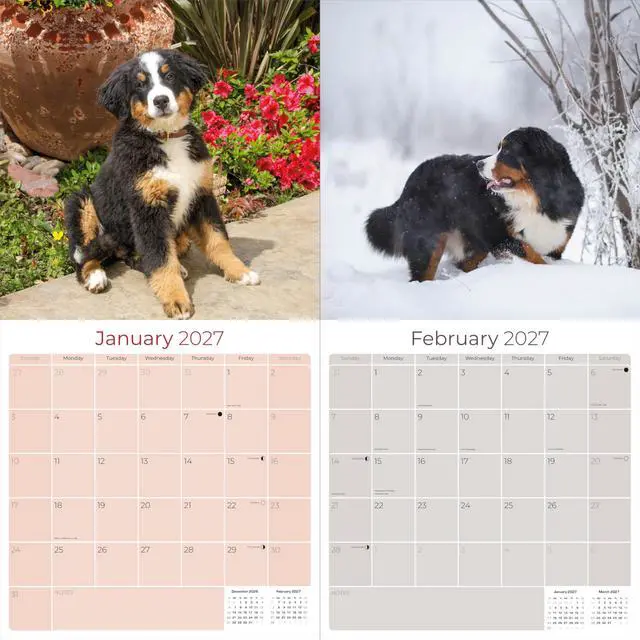 Alt view image 2 of 7 - Bernese Mountain Dog Calendar 2026-2027, 16-Month 12x12 Wall Calendar | 2026-2027 Calendar, Dog Lover Gift, Made in USA, Thick 100# No-Bleed Paper, Large Writing Blocks, 12x12, US Holidays