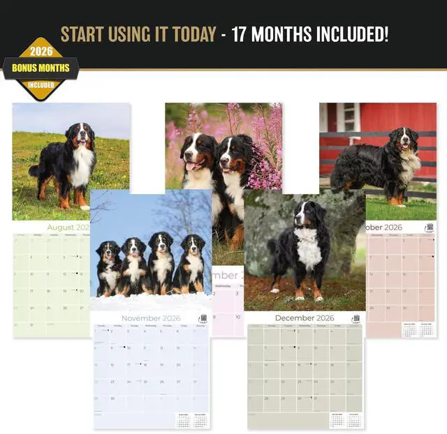 Alt view image 3 of 7 - Bernese Mountain Dog Calendar 2026-2027, 16-Month 12x12 Wall Calendar | 2026-2027 Calendar, Dog Lover Gift, Made in USA, Thick 100# No-Bleed Paper, Large Writing Blocks, 12x12, US Holidays