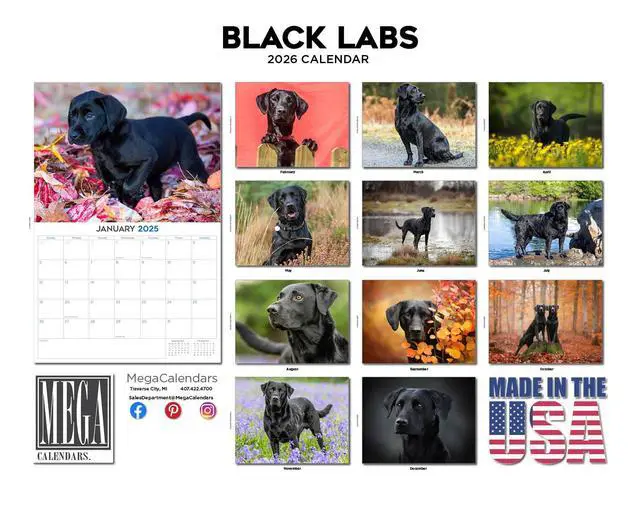 Alt view image 3 of 7 - Black Lab Calendar 2026 2027 14-Month Labrador Retriever Wall Academic | Black Lab Dog Lover Gift, Thick 100# No-Bleed Paper, Large Writing Blocks, Made in USA, Puppy Photos, Teacher Gift