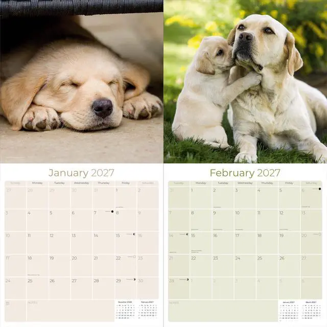 Alt view image 2 of 7 - Labrador Retriever Yellow Calendar 2026-2027, 16-Month 12x12 Wall Calendar | 2026-2027 Calendar, Dog Lover Gift, Made in USA, Thick 100# No-Bleed Paper, Large Writing Blocks, 12x12, US Holidays