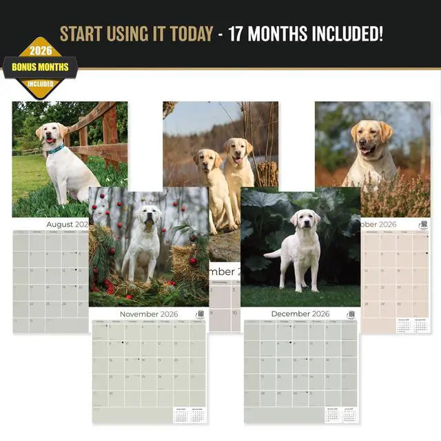 Alt view image 3 of 7 - Labrador Retriever Yellow Calendar 2026-2027, 16-Month 12x12 Wall Calendar | 2026-2027 Calendar, Dog Lover Gift, Made in USA, Thick 100# No-Bleed Paper, Large Writing Blocks, 12x12, US Holidays