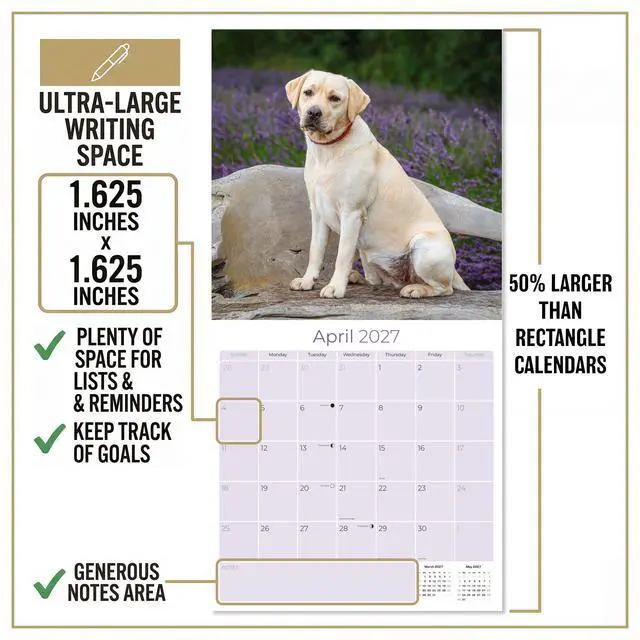 Alt view image 4 of 7 - Labrador Retriever Yellow Calendar 2026-2027, 16-Month 12x12 Wall Calendar | 2026-2027 Calendar, Dog Lover Gift, Made in USA, Thick 100# No-Bleed Paper, Large Writing Blocks, 12x12, US Holidays