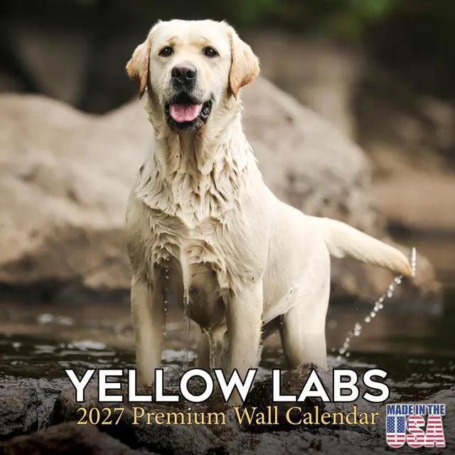 Main image of Labrador Retriever Yellow Calendar 2026-2027, 16-Month 12x12 Wall Calendar | 2026-2027 Calendar, Dog Lover Gift, Made in USA, Thick 100# No-Bleed Paper, Large Writing Blocks, 12x12, US Holidays
