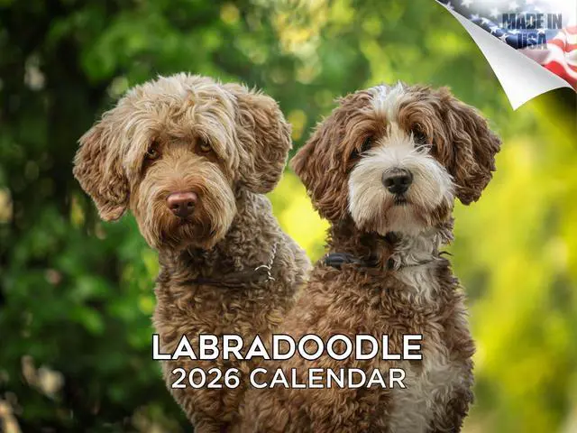 Main image of Labradoodle Calendar 2026 2027 14 Month Wall Calendar | Dog Lover Gift, Thick 100# No-Bleed Paper, Large Writing Blocks, Made in USA, Doodle Decor, Teacher Gift