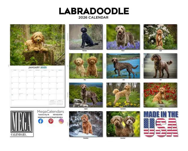 Alt view image 3 of 7 - Labradoodle Calendar 2026 2027 14 Month Wall Calendar | Dog Lover Gift, Thick 100# No-Bleed Paper, Large Writing Blocks, Made in USA, Doodle Decor, Teacher Gift