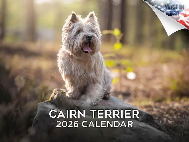 Main image of Cairn Terrier Calendar 2026 2027 14 Month Wall Calendar | Dog Lover Gift, Thick 100# No-Bleed Paper, Large Writing Blocks, Made in USA, Small Terrier Decor, Teacher Gift