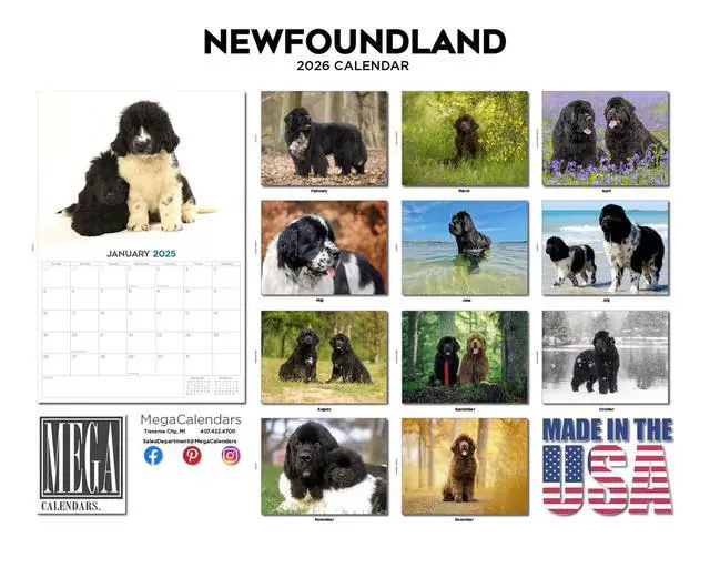 Alt view image 3 of 7 - Newfoundland Calendar 2026 2027 14-Month Newfie Wall Academic | Dog Lover Gift, Thick 100# No-Bleed Paper, Large Writing Blocks, Made in USA, Gentle Giant Decor, Teacher Gift