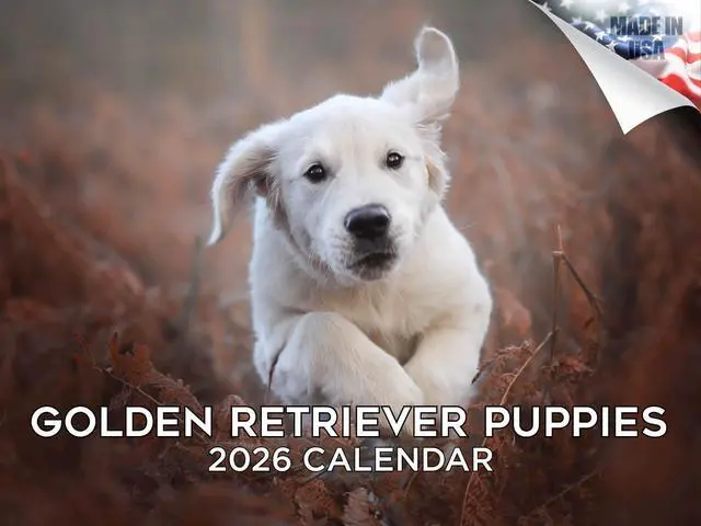 Main image of Golden Retriever Puppy Calendar 2026 2027 14 Month Wall Calendar | Dog Lover Gift, Thick 100# No-Bleed Paper, Large Writing Blocks, Made in USA, Puppy Photos, Teacher Gift