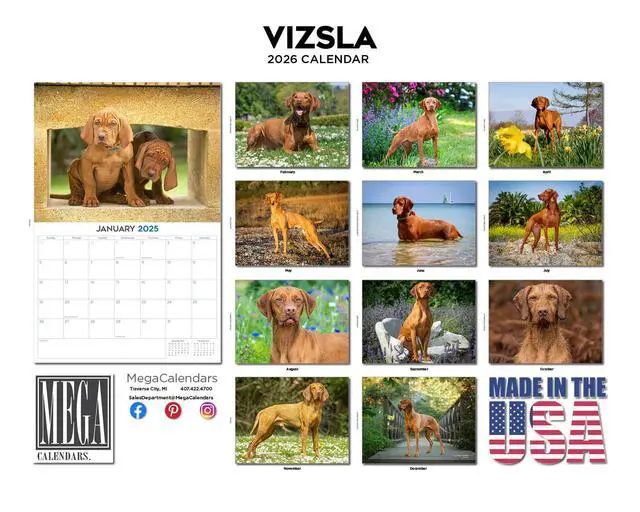 Alt view image 3 of 7 - Vizsla Calendar 2026 2027 14 Month Wall Calendar | Dog Lover Gift, Thick 100# No-Bleed Paper, Large Writing Blocks, Made in USA, Hungarian Pointer Decor, Teacher Gift