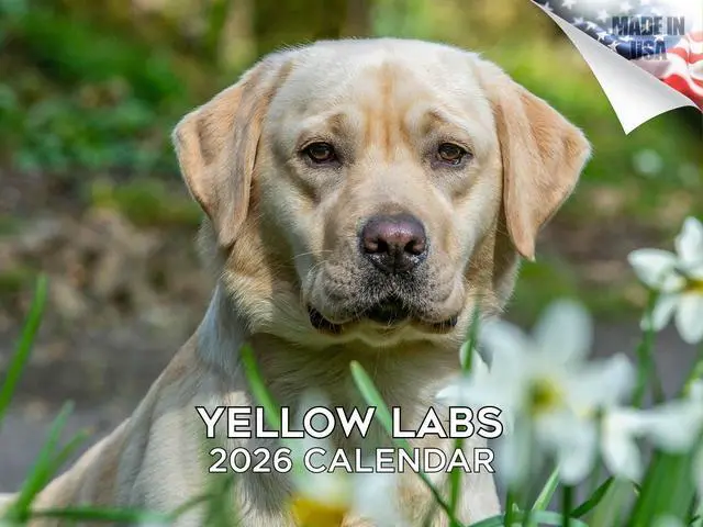 Main image of Yellow Lab Calendar 2026 2027 14-Month Yellow Labrador Wall Academic | Dog Lover Gift, Thick 100# No-Bleed Paper, Large Writing Blocks, Made in USA, Retriever Decor, Teacher Gift