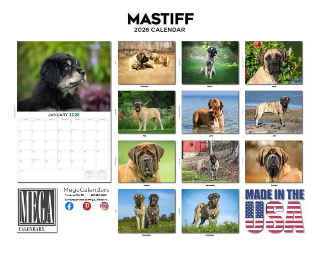 Alt view image 3 of 7 - English Mastiff Calendar 2026 2027 14-Month Mastiff Wall Academic | Dog Lover Gift, Thick 100# No-Bleed Paper, Large Writing Blocks, Made in USA, Gentle Giant Decor, Teacher Gift