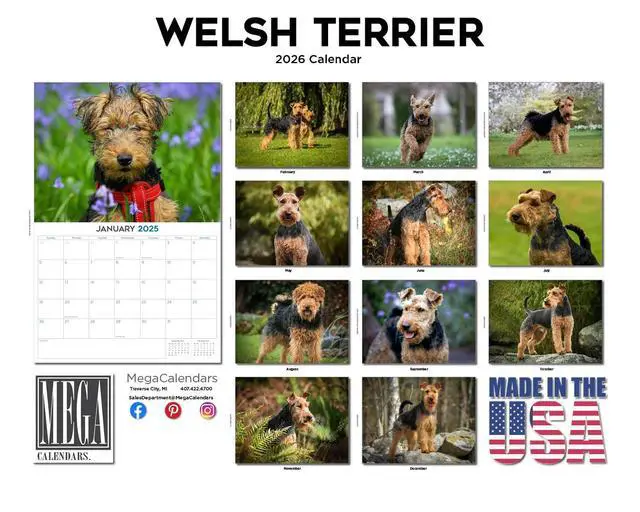 Alt view image 3 of 7 - Welsh Terrier Calendar 2026 2027 14 Month Wall Calendar | Dog Lover Gift, Thick 100# No-Bleed Paper, Large Writing Blocks, Made in USA, Wire Coat Terrier, Teacher Gift