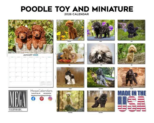 Alt view image 3 of 7 - Toy Poodle Calendar 2026 2027 14-Month Toy & Miniature Poodle Wall | Dog Lover Gift, Thick 100# No-Bleed Paper, Large Writing Blocks, Made in USA, Small Poodle Decor, Teacher Gift