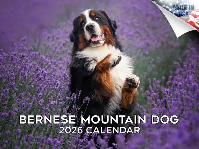 Main image of Bernese Mountain Dog Calendar 2026 2027 14-Month Berner Wall Academic | Dog Lover Gift, Thick 100# No-Bleed Paper, Large Writing Blocks, Made in USA, Gentle Giant Decor, Teacher Gift