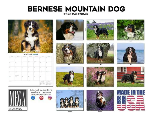 Alt view image 3 of 7 - Bernese Mountain Dog Calendar 2026 2027 14-Month Berner Wall Academic | Dog Lover Gift, Thick 100# No-Bleed Paper, Large Writing Blocks, Made in USA, Gentle Giant Decor, Teacher Gift
