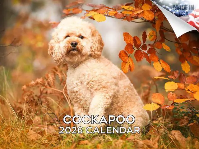 Main image of Cockapoo Calendar 2026 2027 14 Month Wall Calendar | Dog Lover Gift, Thick 100# No-Bleed Paper, Large Writing Blocks, Made in USA, Doodle Decor, Teacher Gift