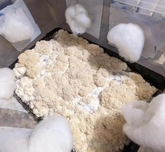 Alt view image 4 of 6 - (8-Pack) Organic 'Wood Lovr' Sterile Hardwood-Based Bulk Mushroom Substrate | for Wood-Loving Mushroom Species | Handmade by Expert Mycologists in Maine, USA
