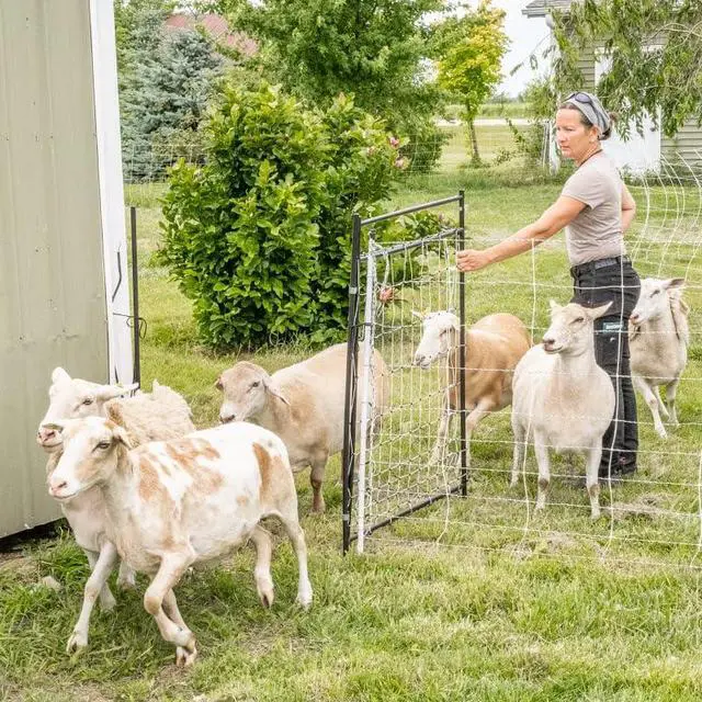 Alt view image 5 of 5 - Premier 1 EasyGate Rigid Electric Fence Walk-Through Gate, 37" Wide, 50" Tall (EasyGate)