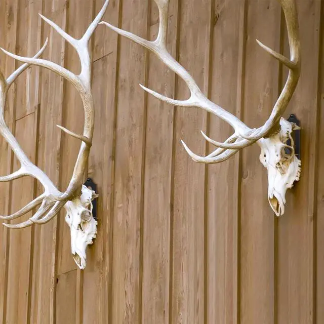 Alt view image 5 of 7 - 4 Pack 4.1"x1.4" European Mount Skull Hanger, Stainless Steel, 100% Stainless Steel, Wall Mount, Industrial, Deer, Mule, Antelope, Coyote, Small Game Animals