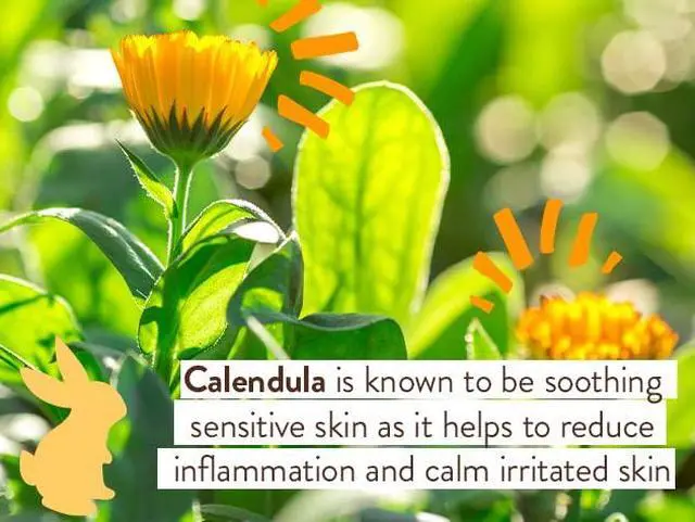 Alt view image 4 of 5 - Moisturizing Oat & Calendula Conditioner - Silicone-Free - For Dry or Sensitive Skin - For all ages - Vegan - Lightly Scented