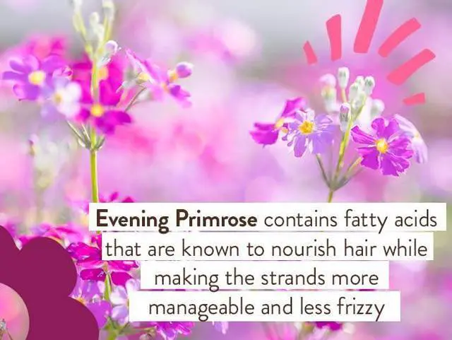 Alt view image 6 of 7 - Smoothing Berry 2-in-1 Shampoo & Wash - Detangling & Nourishing - Eliminates Frizz & Prevents Static - Evening Primrose Oil - For all ages - Light Berry Fragrance- Vegan