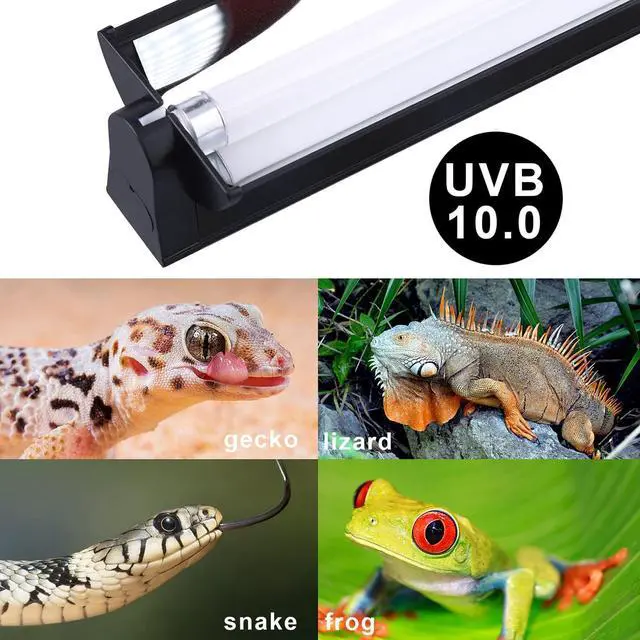 Alt view image 7 of 7 - Aiicioo T5 UVB Lighting Combo Kit - 12" Light Fixture Desert 10.0 Terrarium Hood Light Fixture & High Output T5 HO UVB Bulb for Reptiles Chameleon Gecko (watts, 8)