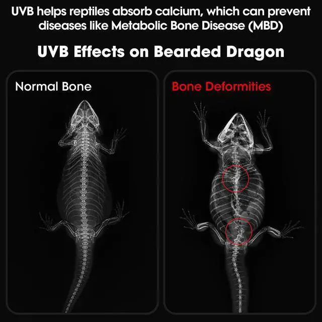 Alt view image 2 of 7 - GeeKoit 12-Inch UVB Reptile Light,4H/8H/12H Timer,3 Modes Lighting,5 Level Brightness, 12W UVA UVB Lamp for Desert Tropical Animals Bearded Dragons Turtle Chameleon Tortoises Gecko Snake Frog