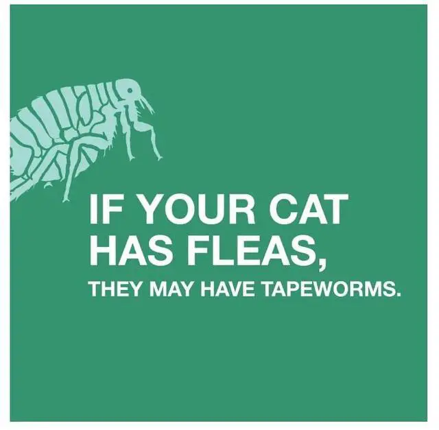 Alt view image 2 of 7 - Elanco Tapeworm Dewormer (praziquantel tablets) for Cats and Kittens 6 Weeks and Older, 3-count