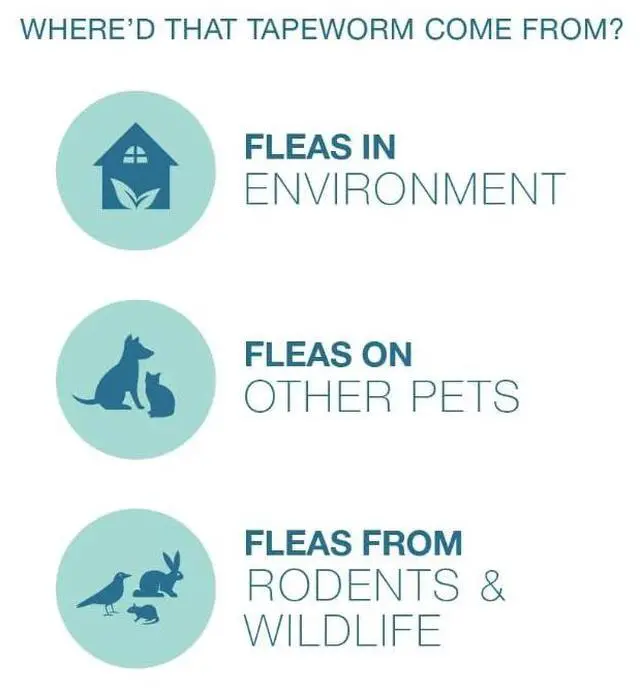 Alt view image 3 of 7 - Elanco Tapeworm Dewormer (praziquantel tablets) for Cats and Kittens 6 Weeks and Older, 3-count