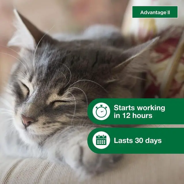 Alt view image 5 of 7 - Advantage II Small Cat Vet-Recommended Flea Treatment & Prevention | Cats 5-9 lbs | 1-Month Supply